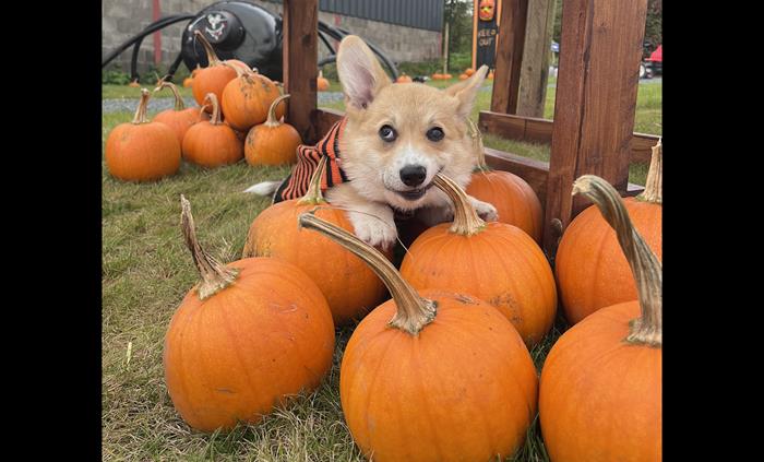 Pumpkin Festival @ Cantref 2026 Wales - Dog Friendly Pumpkin Patch